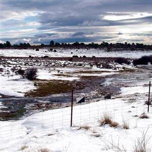 15_los llanos